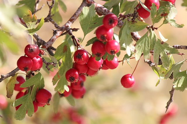 Galagonya (Crataegus oxyacantha, C. monogyna) - GyógyfüvesKertem