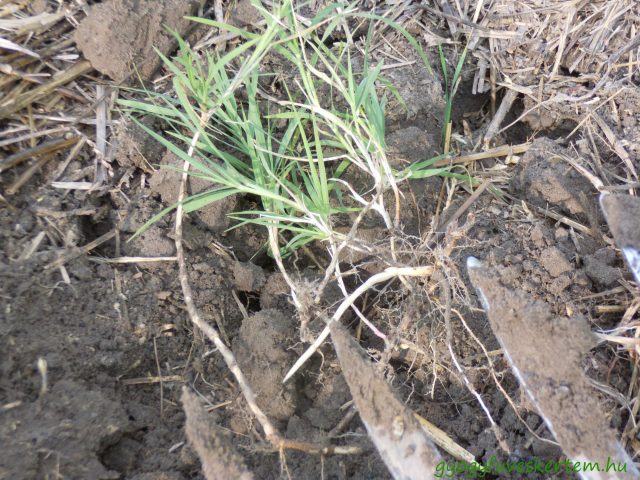 Tarack (Agropyron repens, Elymus repens) - GyógyfüvesKertem